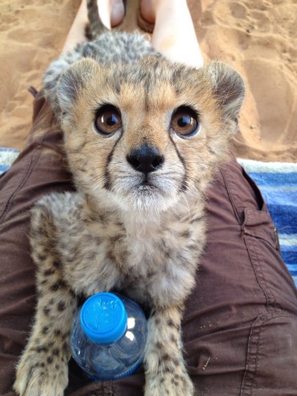 Baby Leopard
Cute News
http://imgur.com/gallery/mWJRDfL