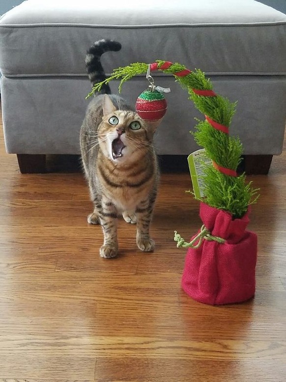 Katze und kleiner Tannenbaum, dramatische Katze.
https://www.reddit.com/r/aww/comments/5fiou4/photo_of_my_cousins_cat_my_grandma_sent_it_to_me/