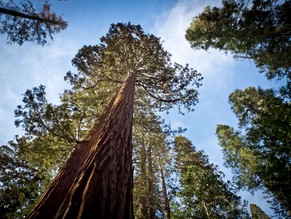 Ein Mammutbaum ((Sequoiadendron giganteum) imYosemite-Park. Die hölzernen Giganten sind teilweise mehrere Tausend Jahre alt.