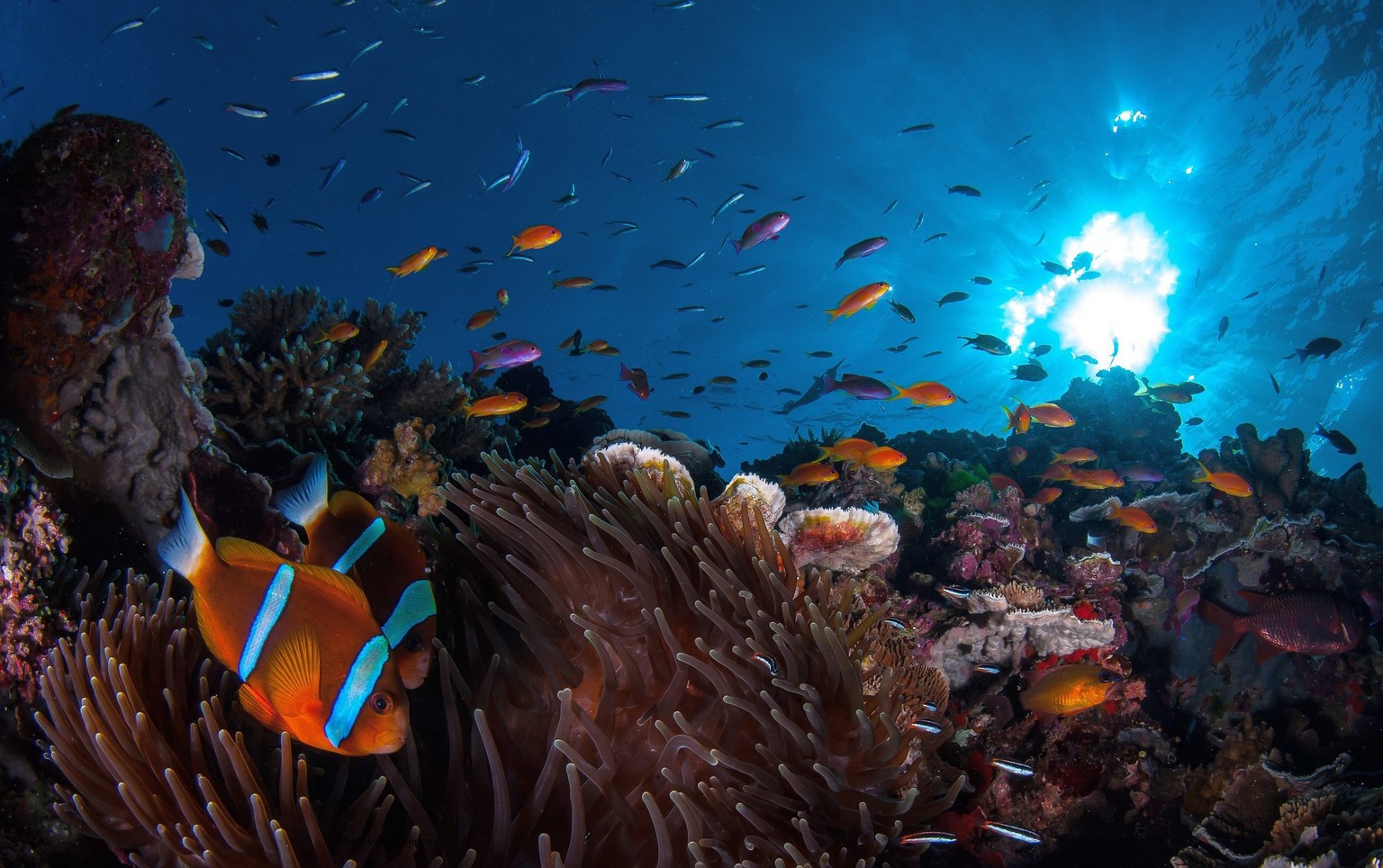 epa05136298 An undated handout picture made available by Australia&#039;s James Cook University (JCU) on 31 January 2016 shows marine life in the Great Barrier Reef, in the Coral Sea, off the coast of ...