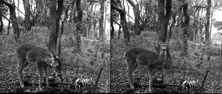 Hirsch mit menschlichen Überresten in der Fotofalle