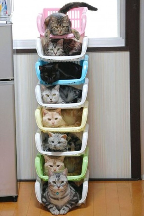 Katzen aufstapeln.

https://www.reddit.com/r/pics/comments/azk5d/how_to_store_and_organize_cats/