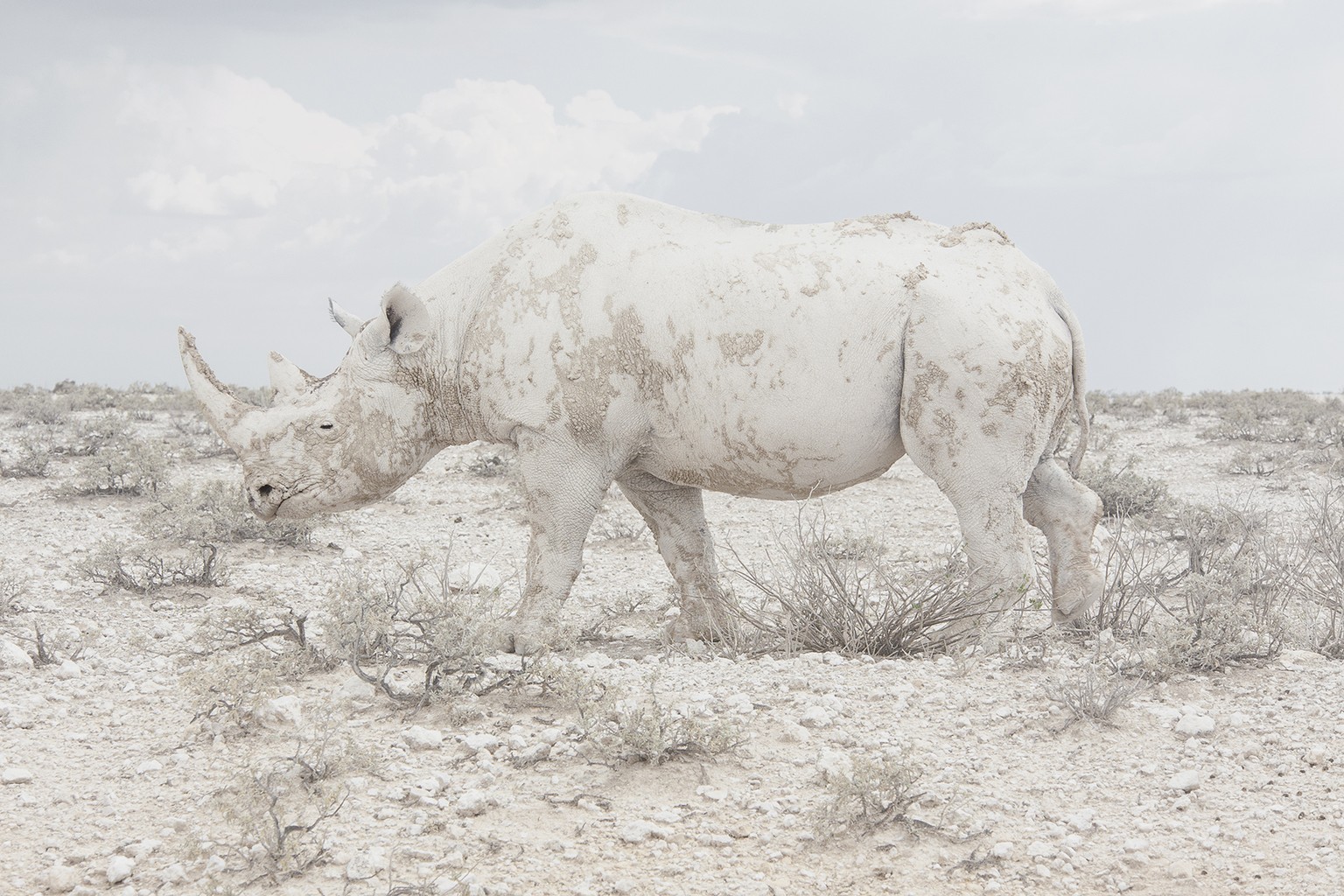 Rhinoceros in Namibia von Maroesjka Lavigne.