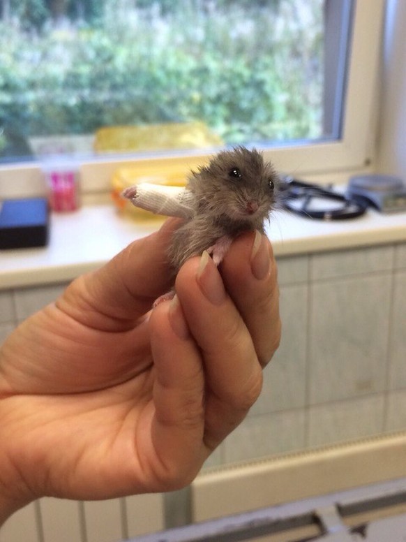 Erst einmal ein paar Tage den Arm nicht bewegen: Mini-Hamster zeigt seinen Gips.