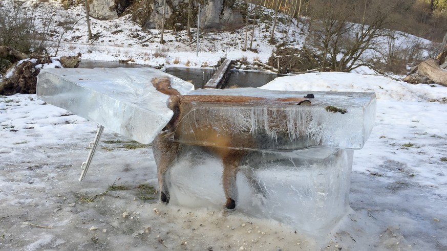 Ein Eisblock mit einem eingefrorenen Fuchs steht am 13. Januar 2017 in Fridingen (Baden-Wuerttemberg). Das Tier war am 09. Januar 2017 auf dem duennen Eis der Donau eingebrochen und ertrunken. (KEYSTO ...