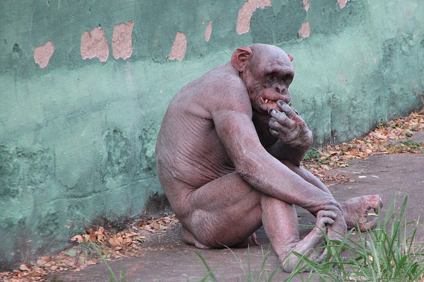 Wie Menschen können auch Schimpansen von Haarausfall betroffen sein.