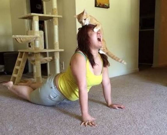 http://i.imgur.com/PRN9l9C.jpg Katze Yoga