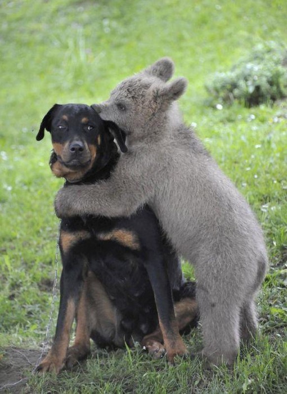 Bär umarmt Hund
Cute News
http://www.ebaumsworld.com/pictures/animal-cuteness-overload/83383211/