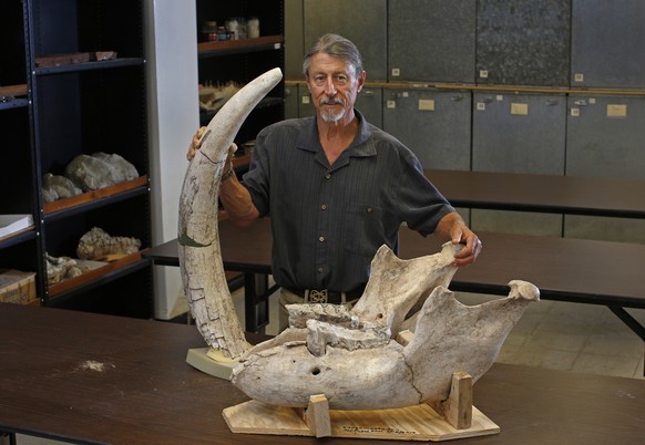 06/09/2017: New Mexico State University biology professor Peter Houde poses for a photo with the tusk and mandible of a Stegomastodon in the Vertebrate Museum in Foster Hall. A Stegomastodon is one of ...