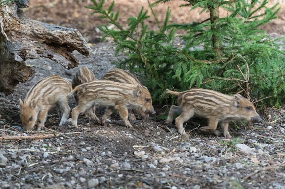 Wildschweinfrischlinge (im Zoo von Basel).