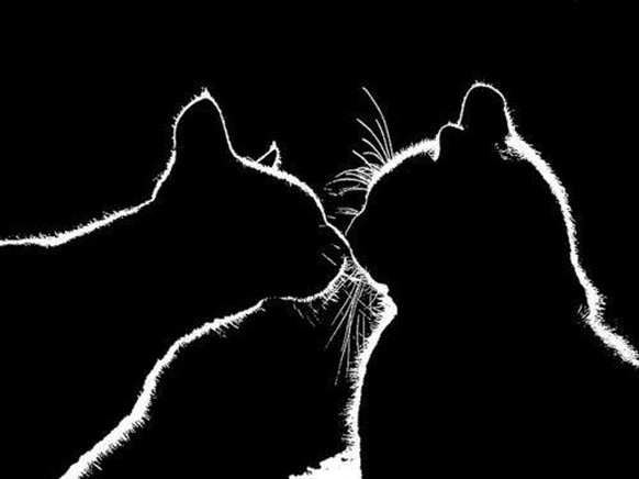 Katzensilhouette.

https://www.pinterest.com/pin/435230751460154456/