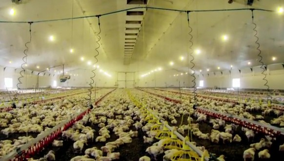 Bis zu 40'000 Hühner befinden sich in den KFC-Hallen.