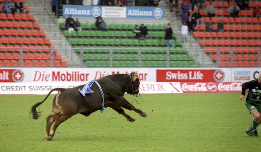 Maradona Ein Stier hat seinen Auftritt im Zuericher Letzigrund Stadion kurz vor Beginn des Spiels FC Zuerich gegen FC St. Gallen am 28. Februar 1999. Der Stier floh vor einigen Tagen aus dem nahgelege ...