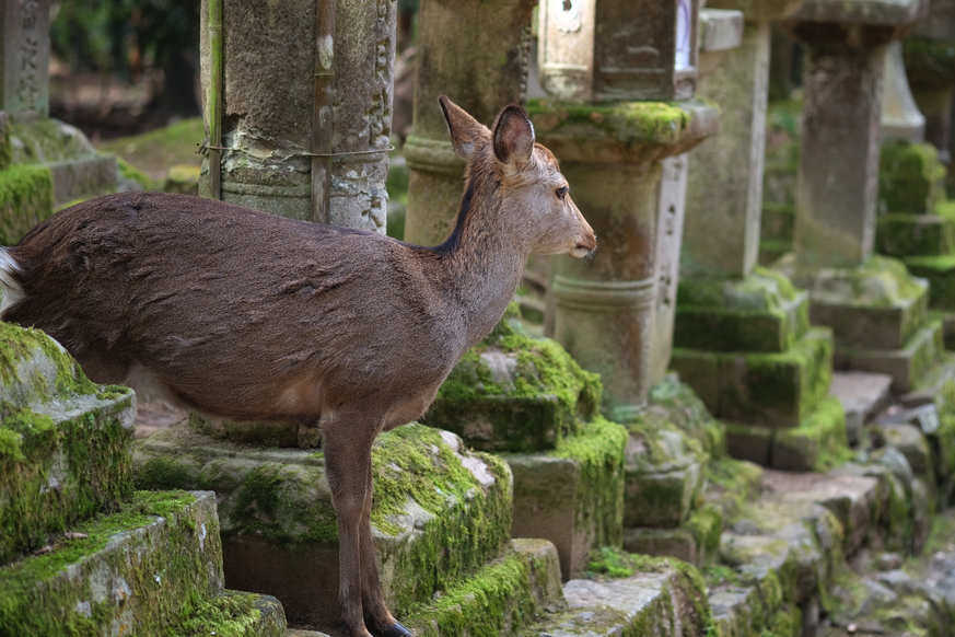 Oooohhh! Auch dieses japanische Rehlein fühlt sich wohl im Moos.