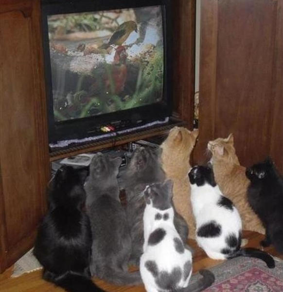 Katzen gucken Fernseher.

http://imgur.com/gallery/9GQJS4C