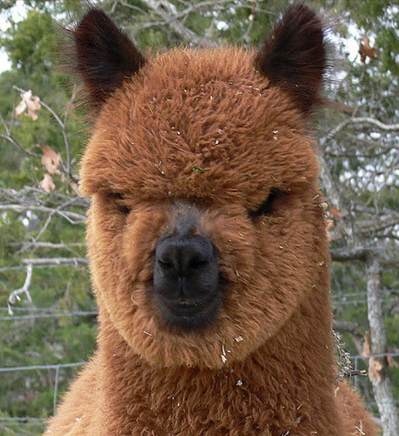 Alpaka
Cute News
https://www.flickr.com/photos/alpacas/323115932/