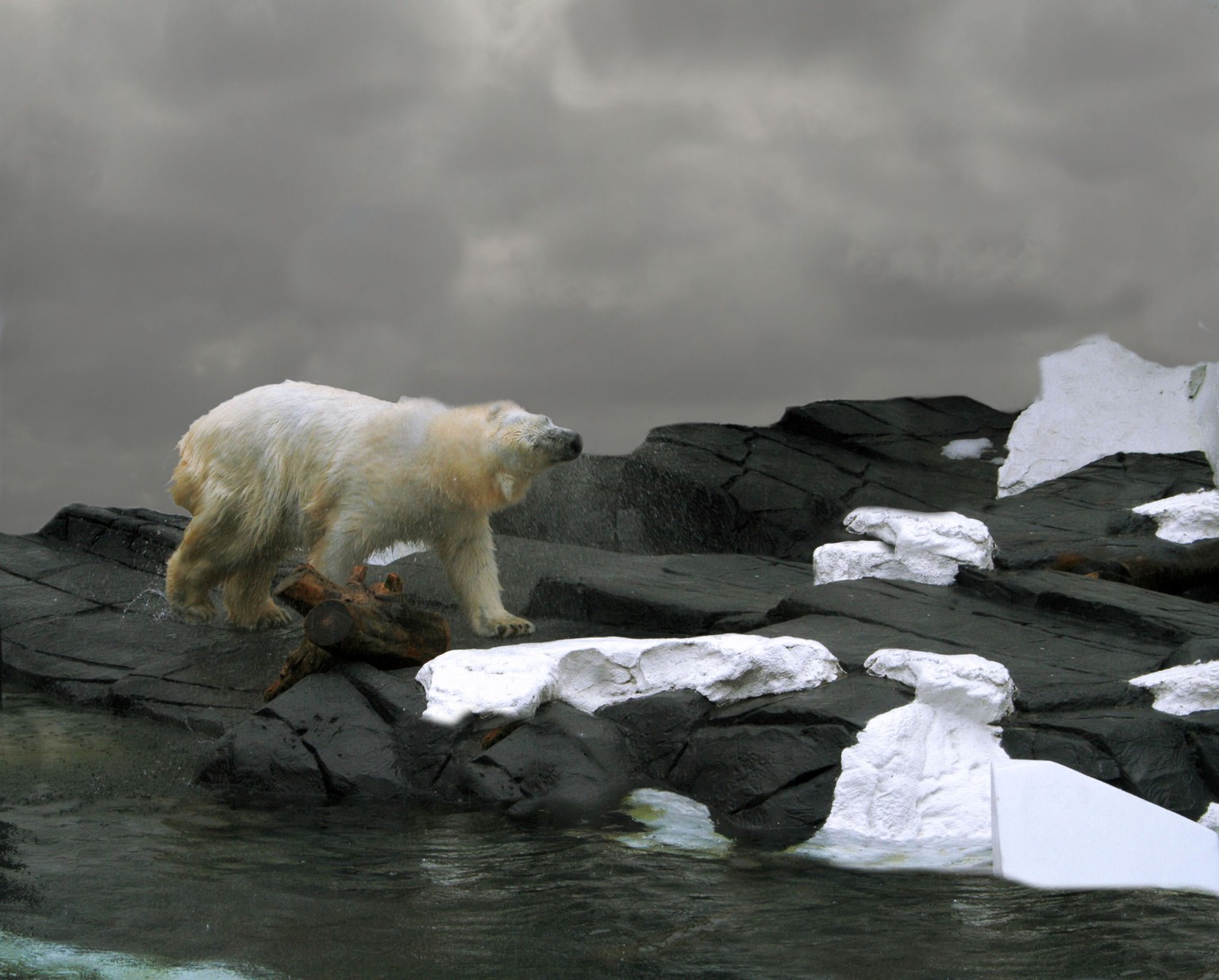 Ein Eisbär in der Arktis.