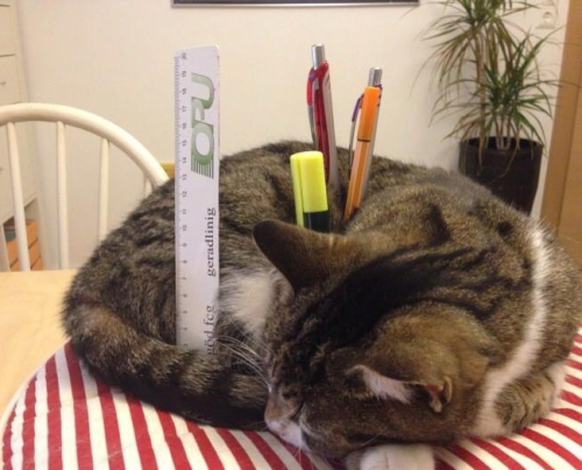 Katze dient als Stiftbox.
