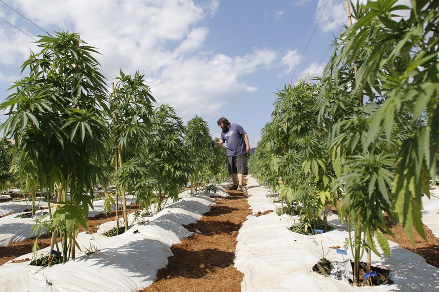 epa05731096 (FILE) - The file picture dated 11 January 2016 shows a man working in a cannabis plantation located at Colbun town rural area, 270 km south of Santiago, Chile. The German parliament legal ...