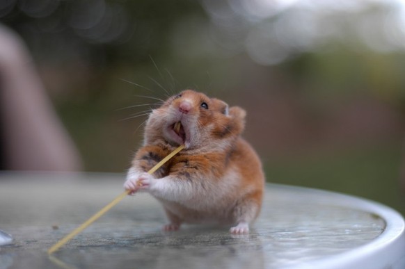 Hamster mit Spaghetti
Cute News
http://imgur.com/gallery/Rw0H1