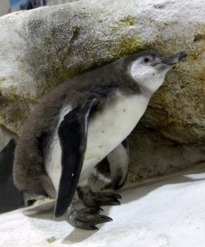 epa04401579 A baby Humboldt penguin waits for food inside an aquarium at the Manila Ocean Park, in Manila, Philippines, 15 September 2014. The still to be named penguin is the first baby Humboldt peng ...