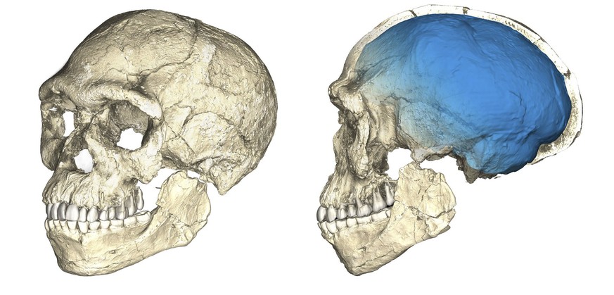 The undated artist rendering provided by the Max Planck Institute for Evolutionary Anthropology shows two views of a composite reconstruction of the earliest known Homo sapiens fossils from Jebel Irho ...