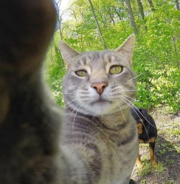 Katzen Selfie 

https://www.pinterest.com/pin/271060471302567405/