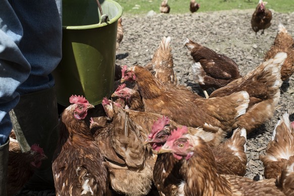 VOR OSTERN STELLTEN WIR IHNEN DIESE BILDER VERSCHIEDENER EIERPRODUZENTEN ZUR VERFUEGUNG --- The organic eggs production of Ueli Suter&#039;s Steinhof farm in Niederweningen in the canton of Zurich, Sw ...