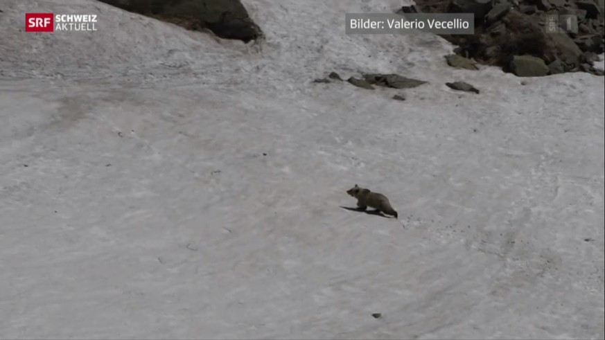 Der Puschlaver Jäger und Naturfotograf Valerio Vecellio hat den Bären am Auffahrtsdonnerstag vor die Linse bekommen.&nbsp;