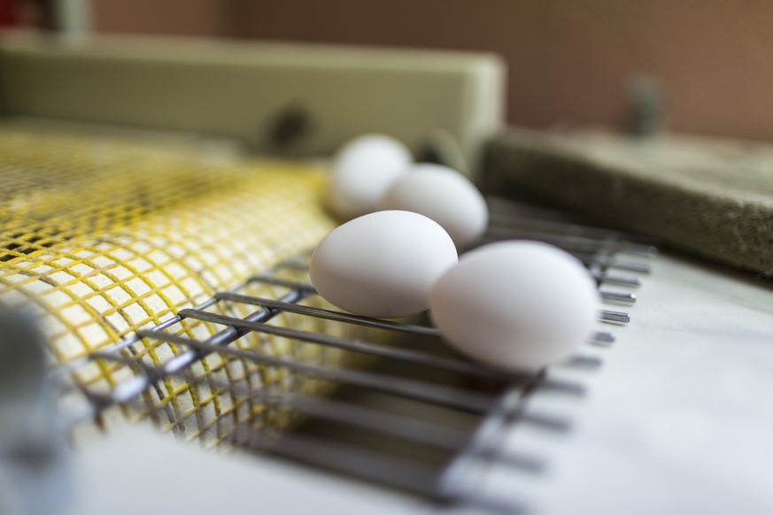 VOR OSTERN STELLTEN WIR IHNEN DIESE BILDER VERSCHIEDENER EIERPRODUZENTEN ZUR VERFUEGUNG --- Eggs are brought out of the hen coop on a belt conveyor, pictured on June 7, 2013, on Mister Inauen&#039;s f ...