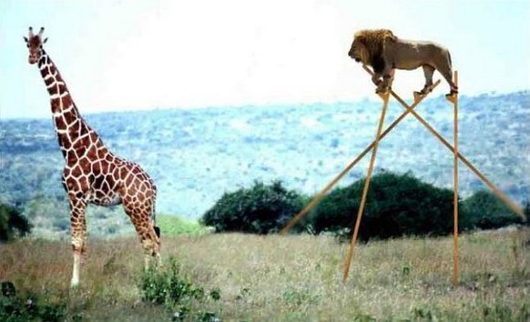 Löwe auf Stelzen, um Giraffe zu fressen.

http://funnystack.com/category/funny-giraffe/