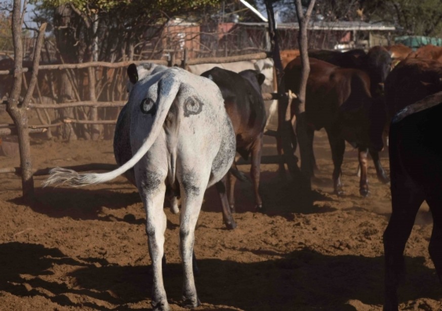 Forscher stempelten Augenkonturen auf die Kuh-Hintern.