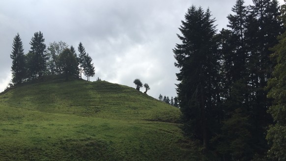 Die Region Ebnat-Kappel ist Pilzland, auch Zauberpilz-Land.&nbsp;