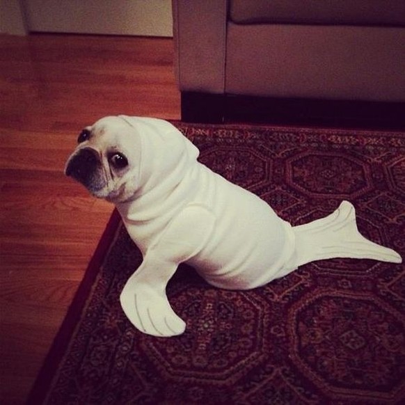 Hund als Robbe verkleidet.

http://dailyfrenchie.tumblr.com/post/34229181403/so-here-is-the-thing-halloween-is-coming-and-we