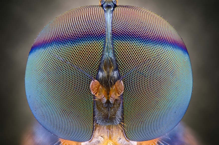 Auge in Auge mit einer Soldatenfliege. 