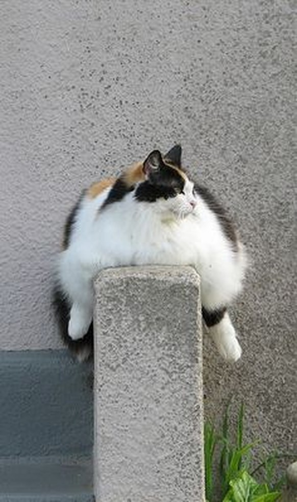 Katzen, catsicle