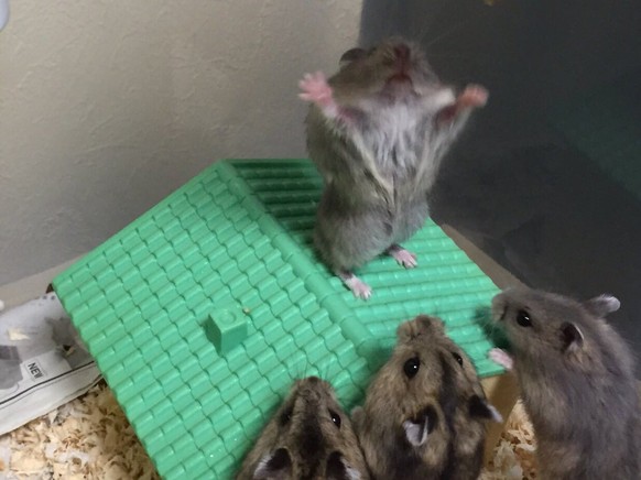 Hamster predigt
Cute News
http://imgur.com/gallery/vb4z2