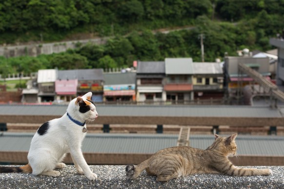 Houtong, Stadt der Katzen in Taiwan, Katzenstadt