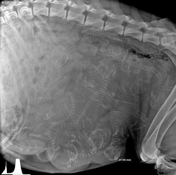 Röntgenaufnahme eines schwangeren Hundes.
Cute News.
https://www.reddit.com/r/pics/comments/59qsq2/pregnant_dog_xray/