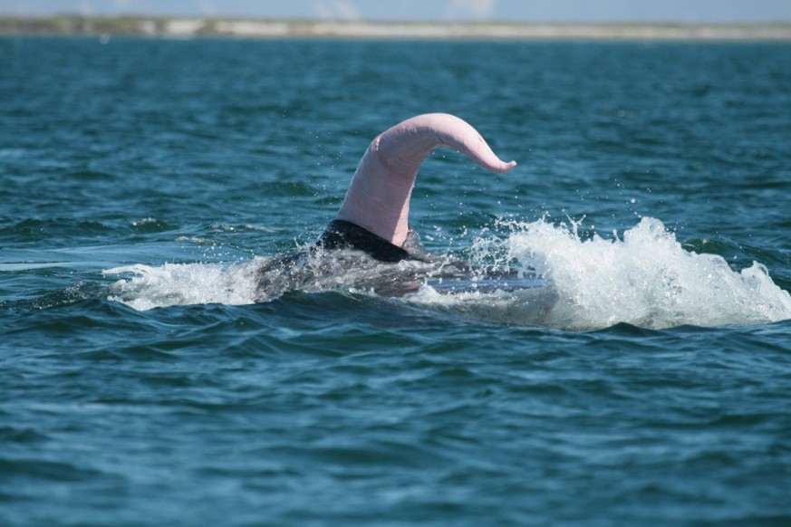 Wal-Penisse (hier derjenige eines Grauwals) sind enorm gross.&nbsp;