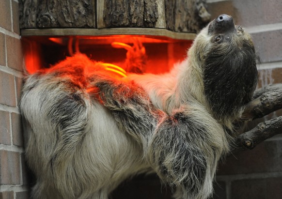 A sloth enjoys a warm lamp on a winters day at the zoo in Dortmund, western Germany, Monday, Jan. 9, 2012. (AP Photo/Martin Meissner)