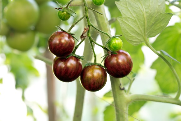 schwarze tomaten shutterstock