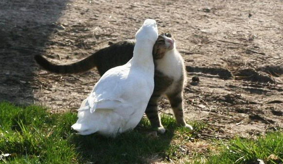 Ente und Katze sind beste Freunde

http://www.backyardchickens.com/t/327652/duck-with-a-feline-best-friend-lol-pics