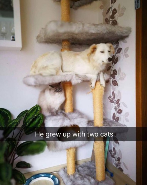 Wuchs mit Katzen auf.
Cute News
https://www.reddit.com/r/aww/comments/63sc88/he_grew_up_with_two_cats/
