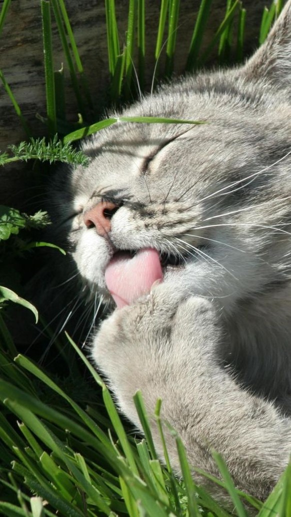 Katze im Gras

https://www.pinterest.com/pin/AbWKY4U29uf3esdLO9QgX8zQSO8tcwIUvNl1nFFrj4_ZB0kxkHsdTAw/