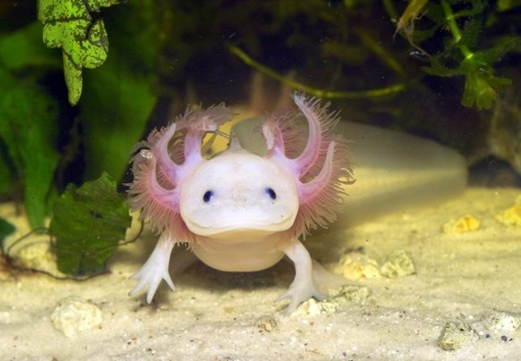 Axolotl
Cute News
http://imgur.com/gallery/SnPQuI1