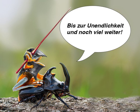 Frosch auf Käfer