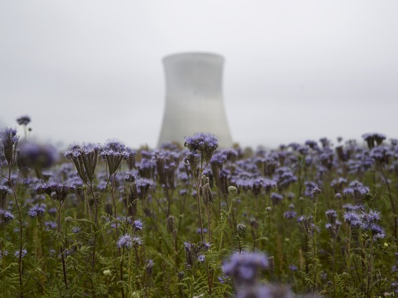 ARCHIVBILD ZUR FORDERUNG DER ENERGIESTIFTUNG SES, DASS DIE AKW-BETREIBER HOEHERE BEITRAEGE AN DIE STILLLEGUNGSFONDS ENTRICHTEN SOLLEN, AM MONTAG, 8. MAI 2017 - Flowers in the foreground of the Leibsta ...