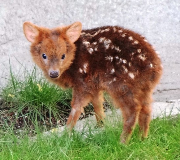 Pudu
Cute News
http://imgur.com/gallery/rvZxZbi