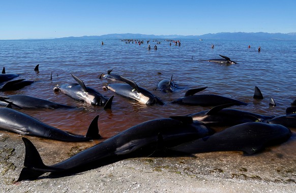 Volunteers try to guide some of the stranded pilot whales still alive (in background) back out to sea after one of the country&#039;s largest recorded mass whale strandings, in Golden Bay, at the top  ...